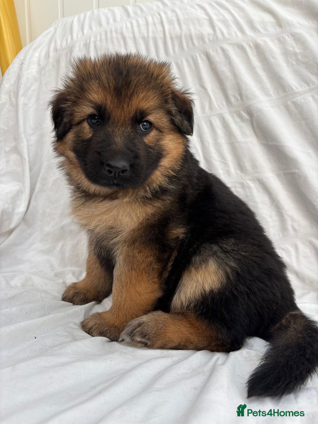 German Shepherd dogs for sale: 4 Stunning German Shepherd Puppies - Image 6