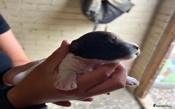 Cockapoo dogs for sale: 🌟 Stunning Cockapoo puppies 🌟  - Image 5