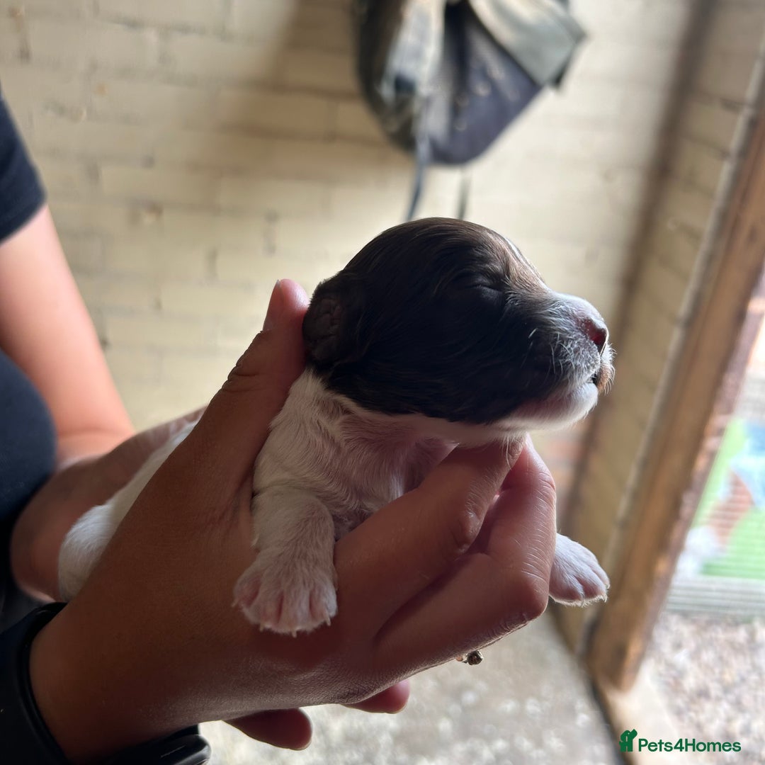 Cockapoo dogs for sale: 🌟 Stunning Cockapoo puppies 🌟  - Image 5