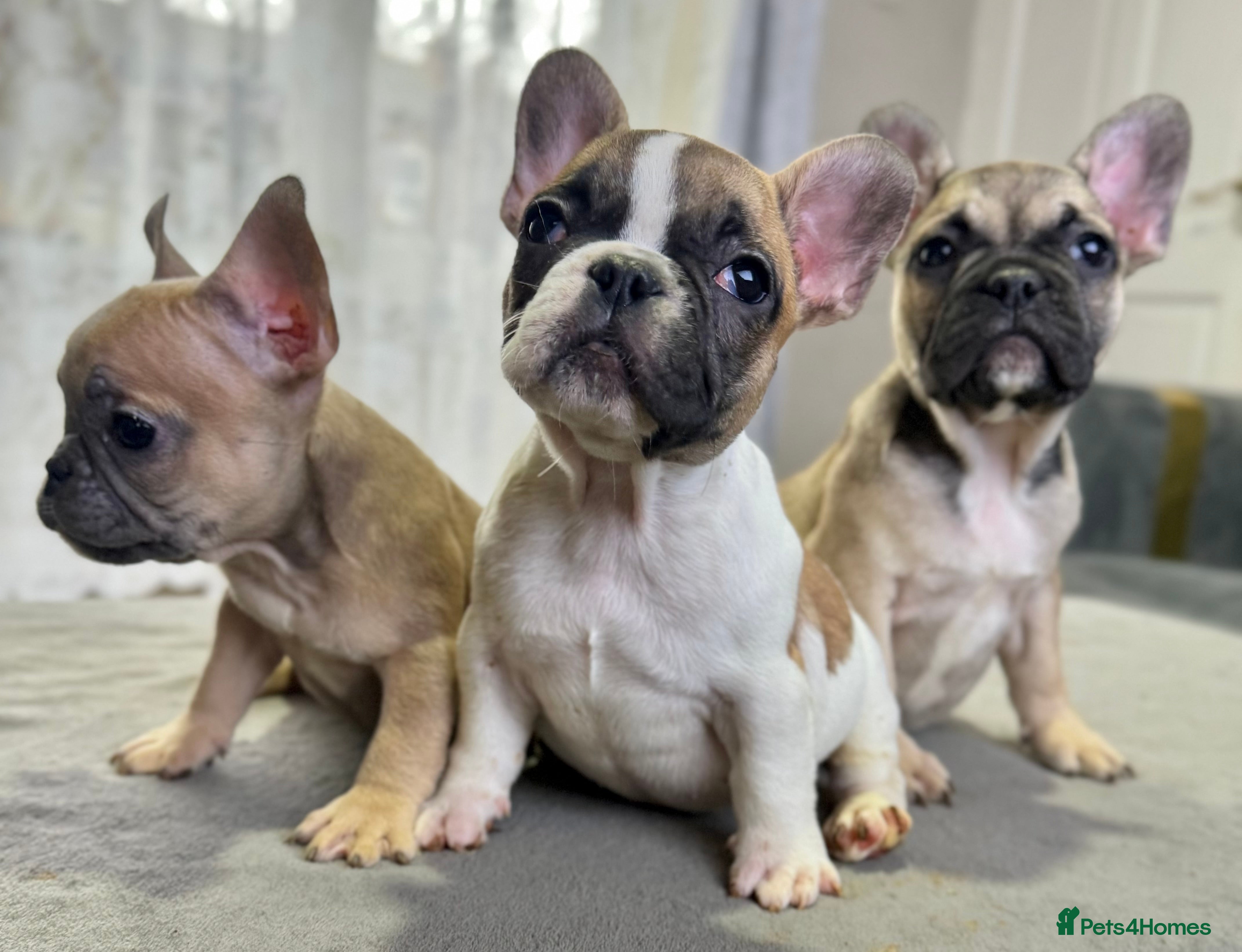 French Bulldog dogs LAST 3 GIRLS KC REGISTERED FRENCH BULLDOG 🐶 - Advert 4