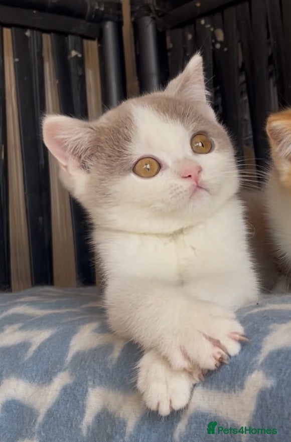 British Shorthair cats Beautiful BSH champion line two boys  - Advert 1