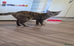 Mixed Breed cats for sale: Female cat for rehoming - Image 1