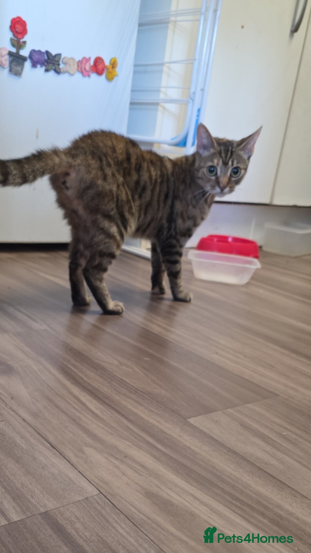 Mixed Breed cats for sale: Female cat for rehoming - Image 1