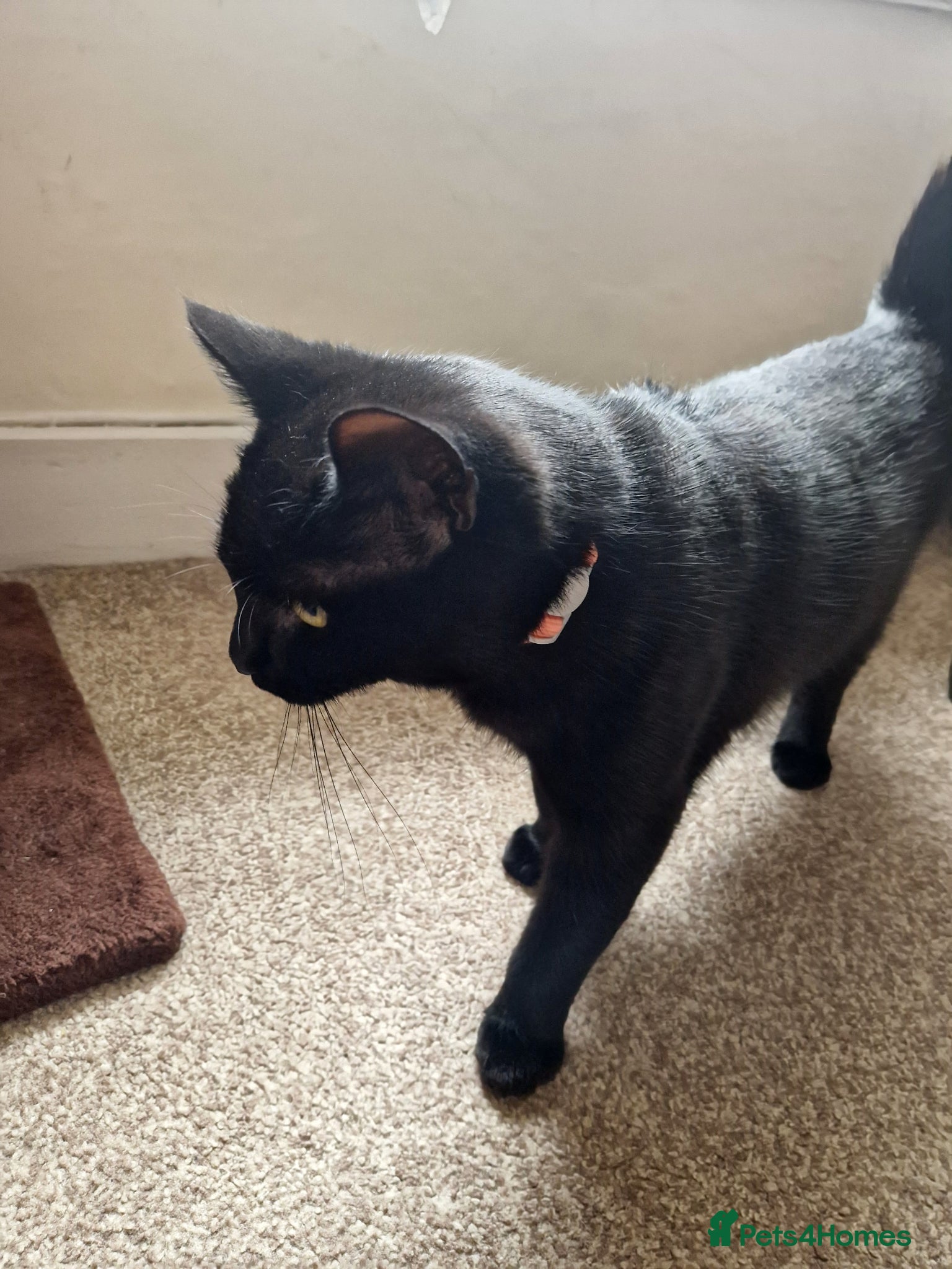 Mixed Breed cats Sweet black female kitten. - Advert 18