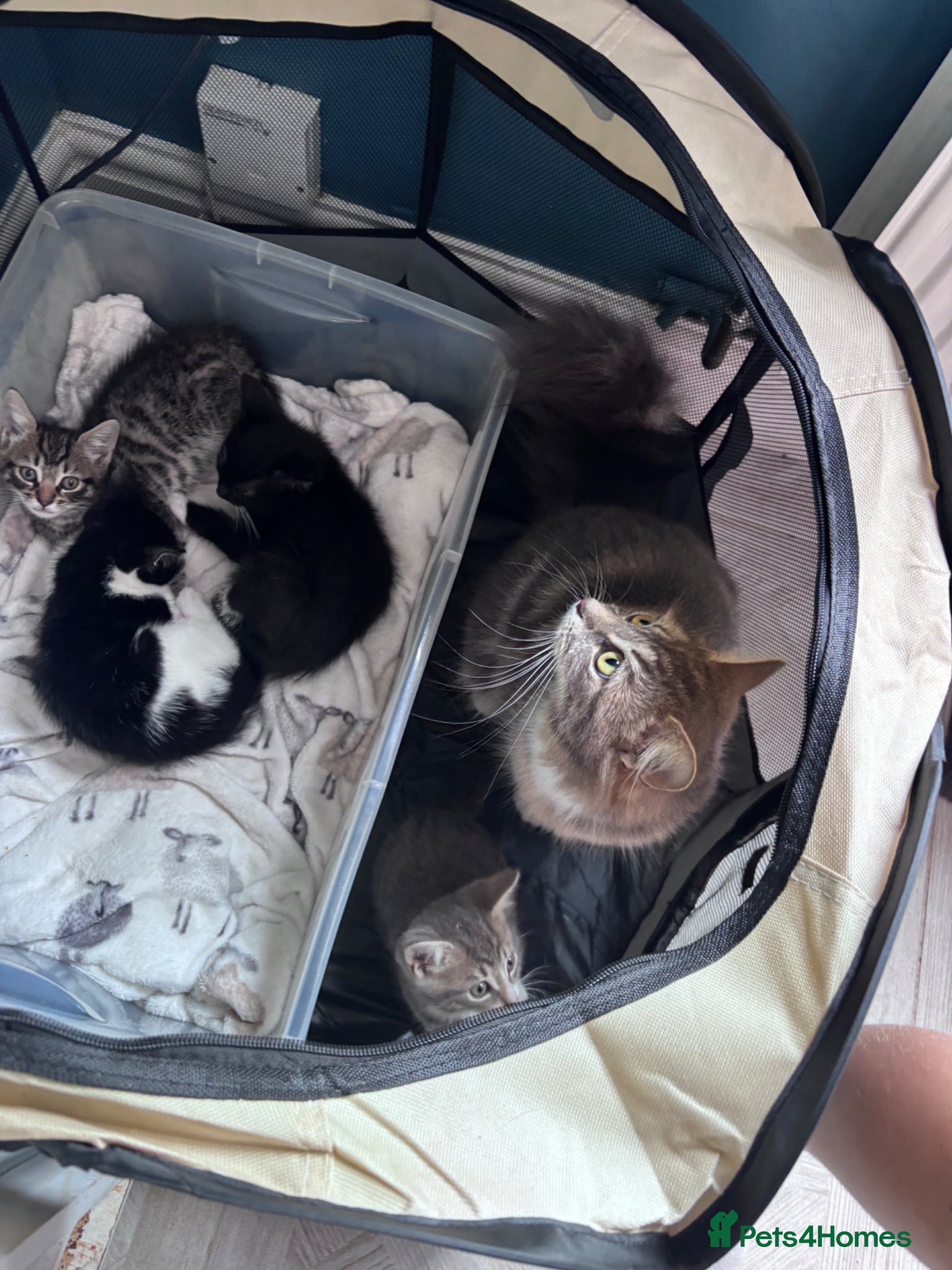 Mixed Breed cats for sale: 4 sweet kittens for new homes  in Thornton-Cleveleys - Advert 6