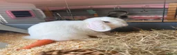 Mini Lop rabbits for sale:  Pure white mini lop with blue eyes Female - Advert 1