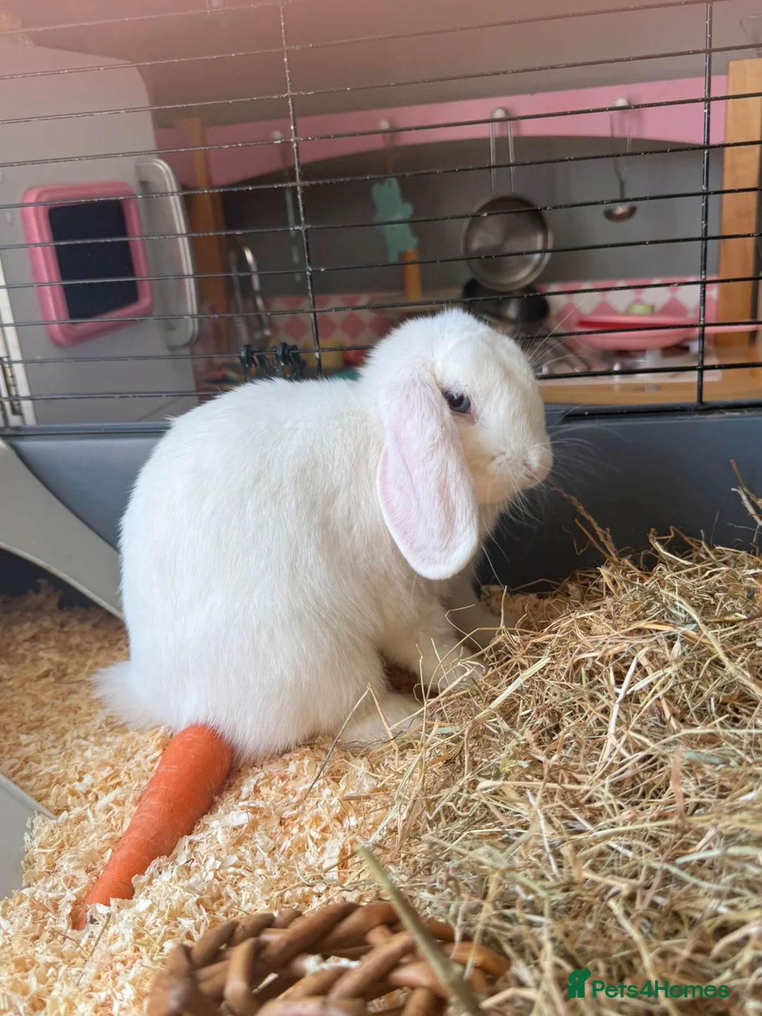 Mini Lop rabbits for sale:  Pure white mini lop with blue eyes Female - Advert 1