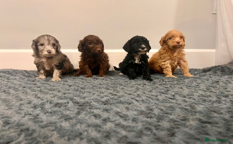 Cockapoo dogs - Advert 4