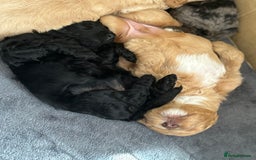 Australian Labradoodle dogs for sale: 💕 Stunning Australian Labradoodles! 💕 - Image 5