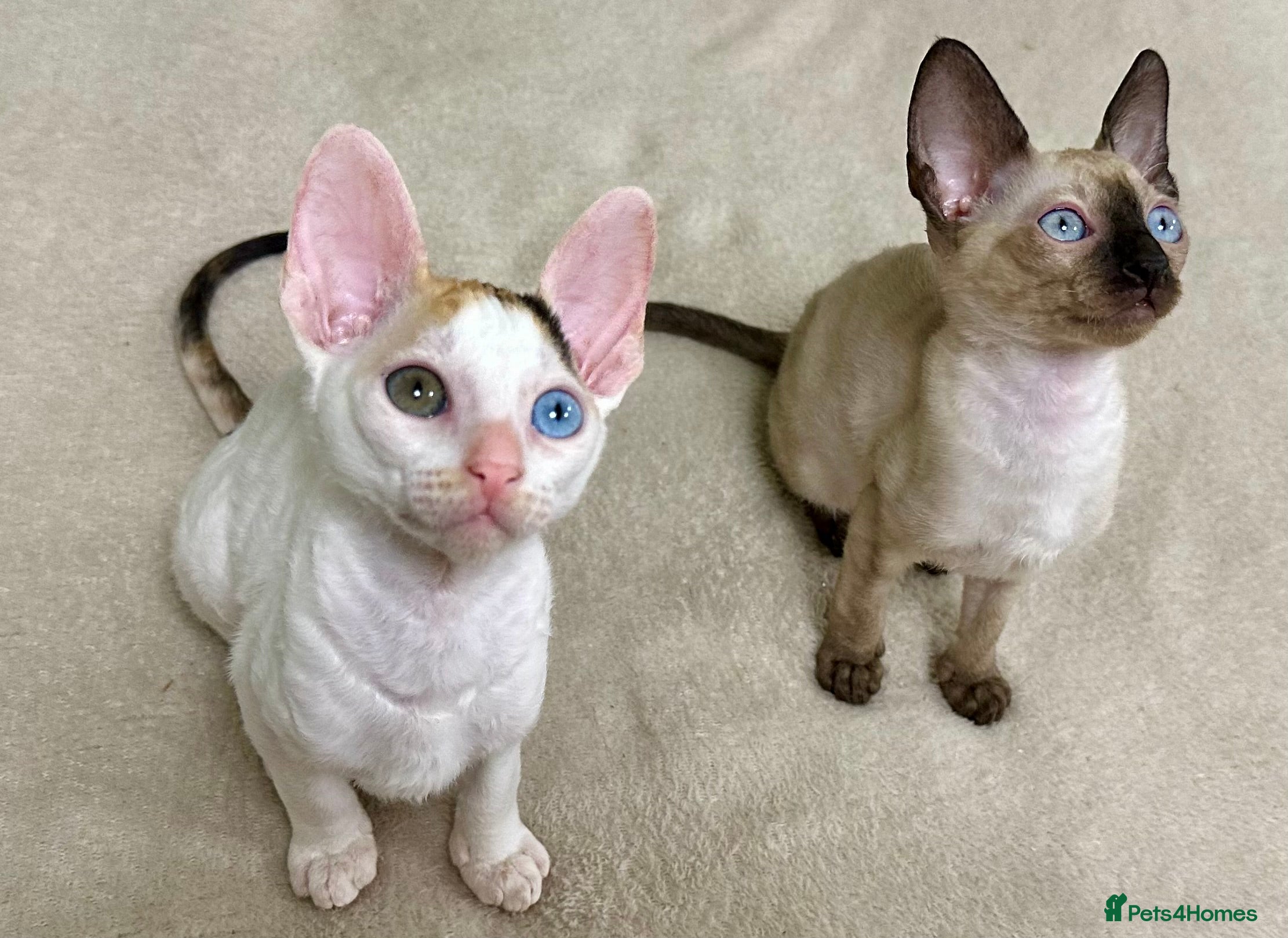 Cornish Rex cats 🌟Cornish Rex Kittens — Blue Eyes, Champion Line🌟 - Advert 1