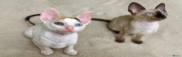 Cornish Rex cats for sale: 🌟Cornish Rex Kittens — Blue Eyes, Champion Line🌟 - Advert 3
