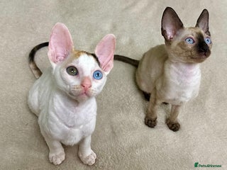 Cornish Rex cats 🌟Cornish Rex Kittens — Blue Eyes, Champion Line🌟 - Advert 4