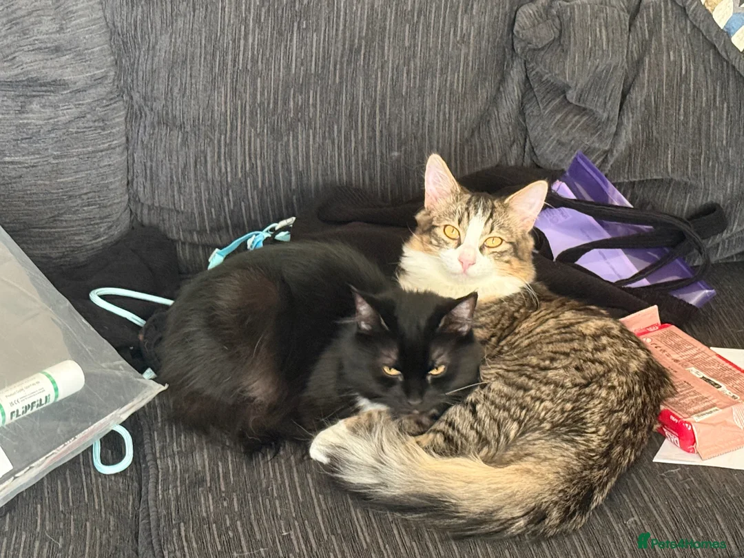 Mixed Breed cats for sale: 2 Male mixed breed kittens - Advert 1