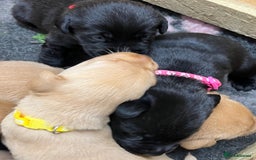 Labrador Retriever dogs for sale: Labrador puppies for sale  - Image 7