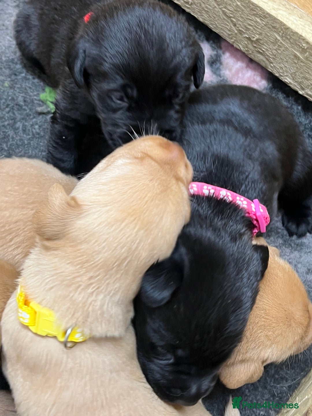 Labrador Retriever dogs for sale: Labrador puppies for sale  - Image 7
