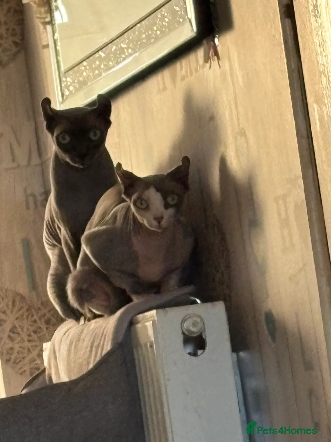 Sphynx cats for sale: Spinx cats - Advert 1