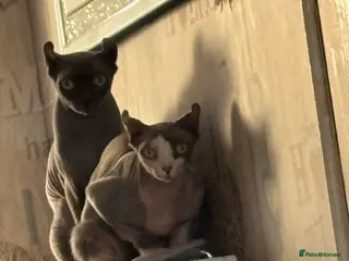 Sphynx cats Spinx cats - Advert 1