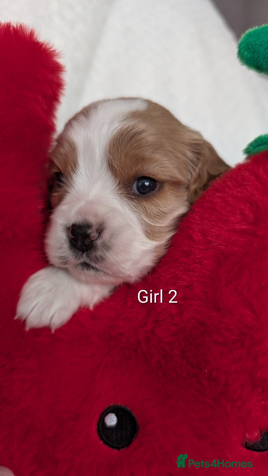 Cavalier King Charles Spaniel dogs for sale: Cavalier King Charles Stunning Puppies! in Aldershot - Advert 5