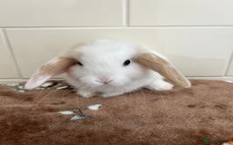 Mini Lop rabbits for sale: Beautiful friendly litter of mini lops for sale  - Image 11