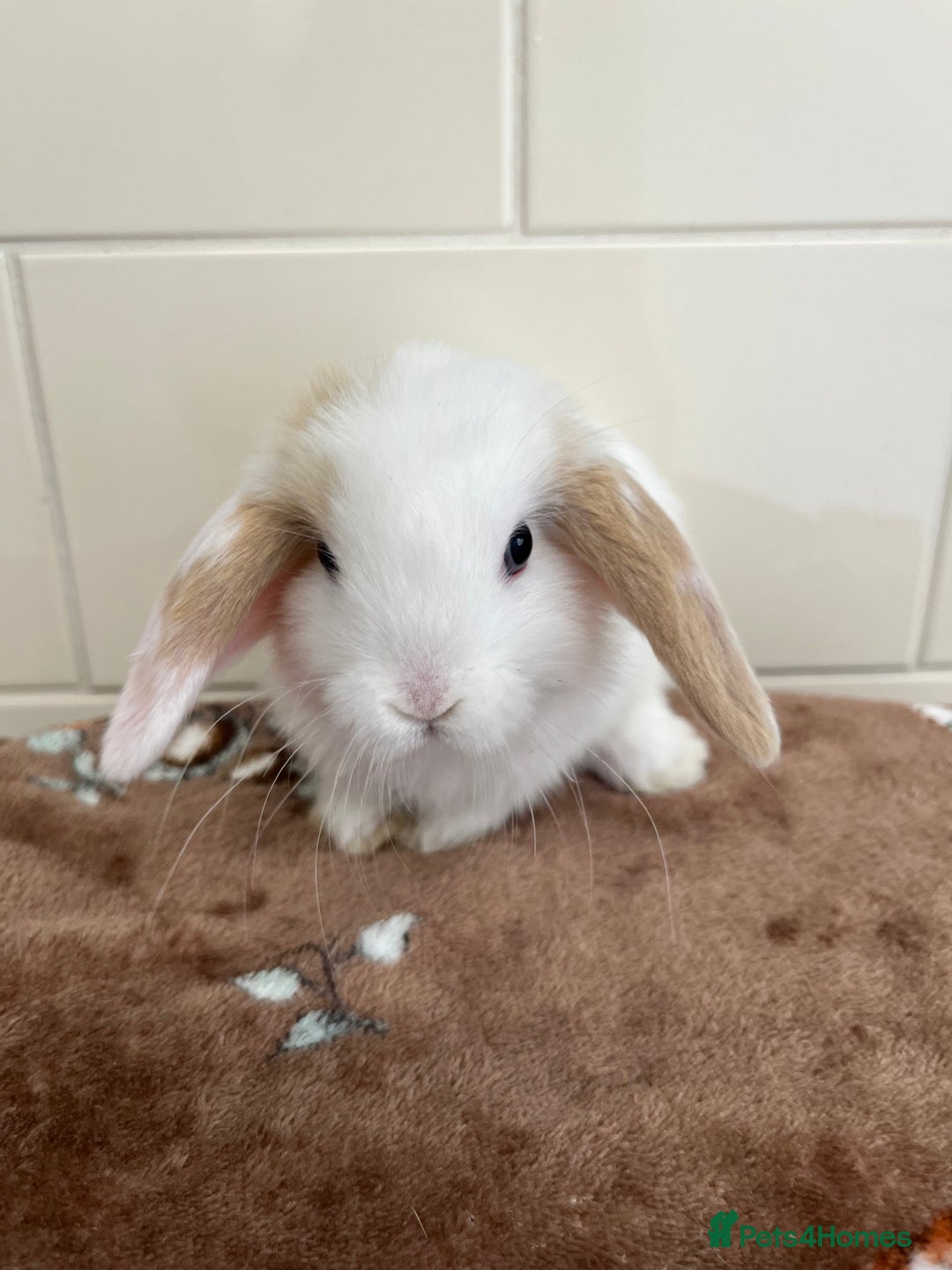 Mini Lop rabbits for sale: Beautiful friendly litter of mini lops for sale  - Image 11