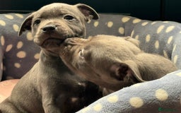Staffordshire Bull Terrier dogs for sale: 🐾 Beautiful KC Fully Vaccinated Girl Available 🐾 in Peterborough - Image 17