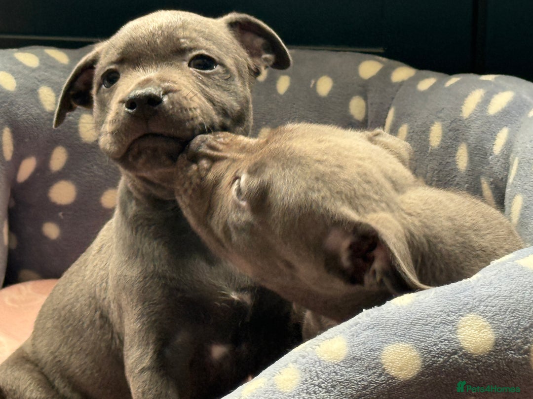 Staffordshire Bull Terrier dogs for sale: 🐾 Beautiful KC Fully Vaccinated Girl Available 🐾 in Peterborough - Image 17