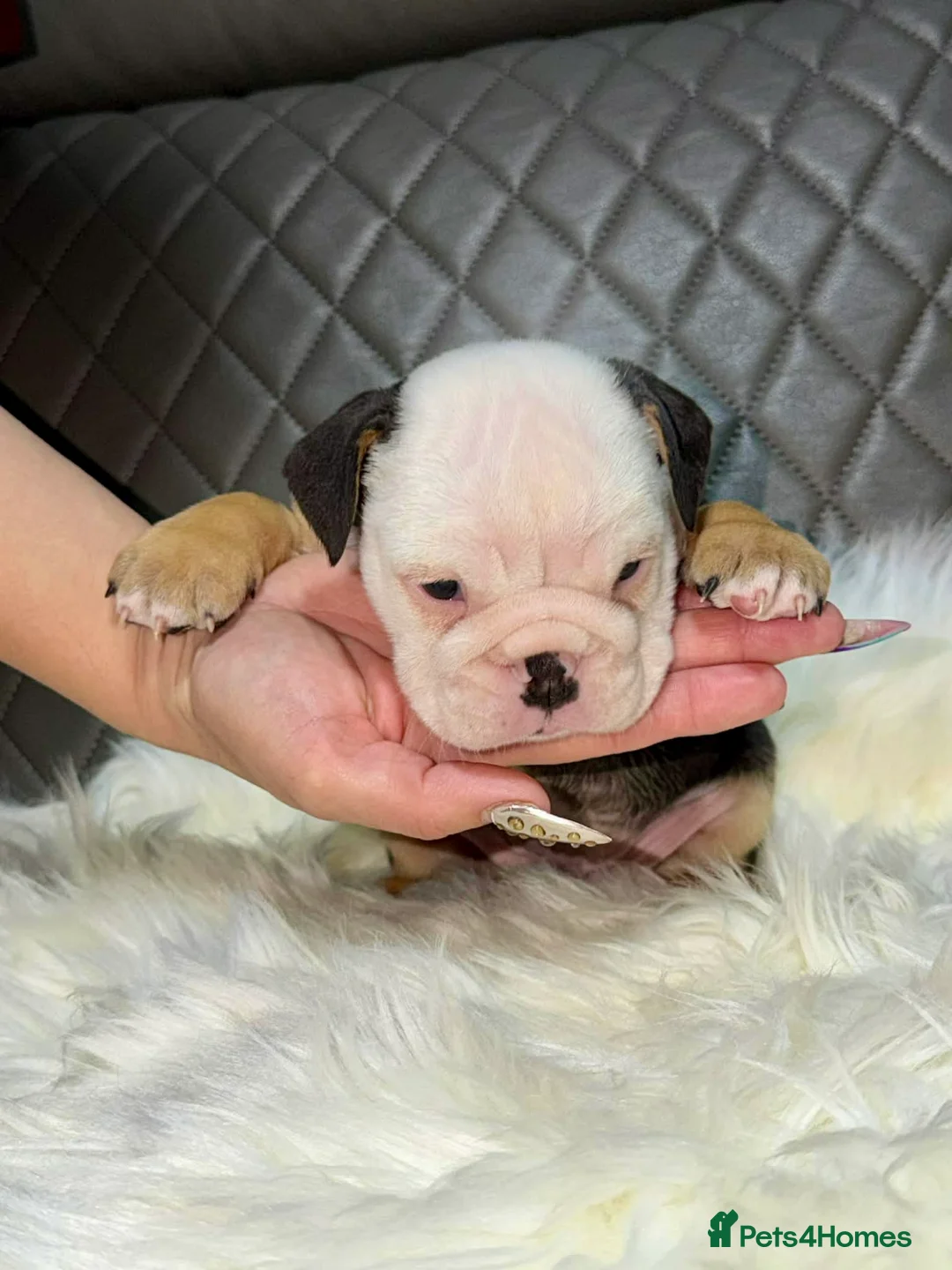 English Bulldog dogs for sale: KC registered English Bulldog Puppies  in Exeter - Advert 37
