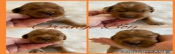 Australian Labradoodle dogs for sale: Multigenerational Australian Labradoodle puppies - Advert 5