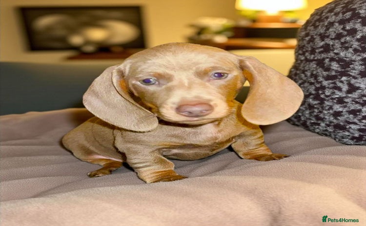 Dachshund dogs - Advert 13