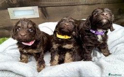 Cockapoo dogs for sale: 🤎🧡F1 Extensively Health Tested Cockapoos🧡🤎 - Image 16