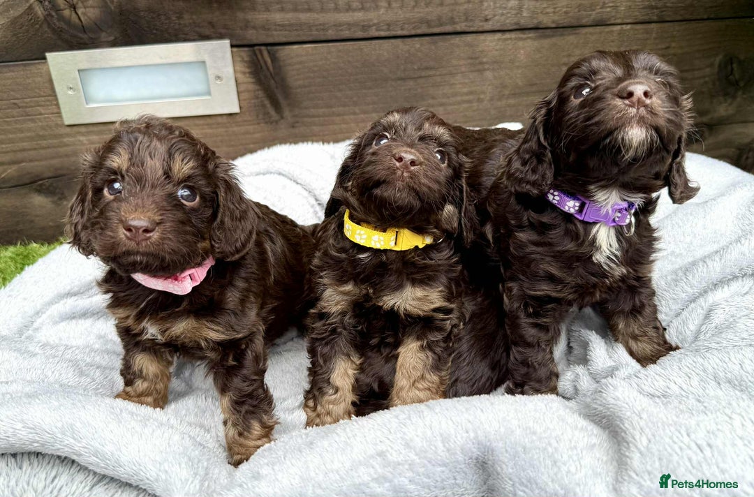 Cockapoo dogs for sale: 🤎🧡F1 Extensively Health Tested Cockapoos🧡🤎 - Image 16
