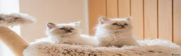 Ragdoll cats for sale: Beautiful Pure-bred Ragdoll Kittens  - Advert 1