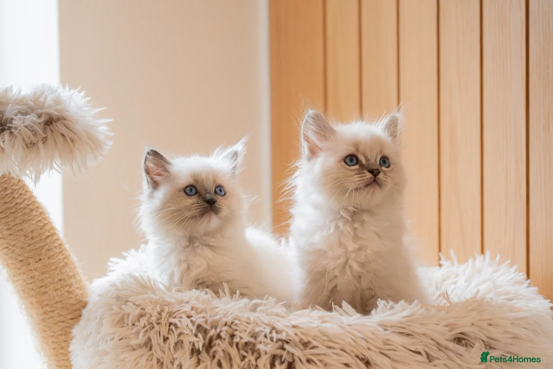 Ragdoll cats for sale: Beautiful Pure-bred Ragdoll Kittens  - Advert 1