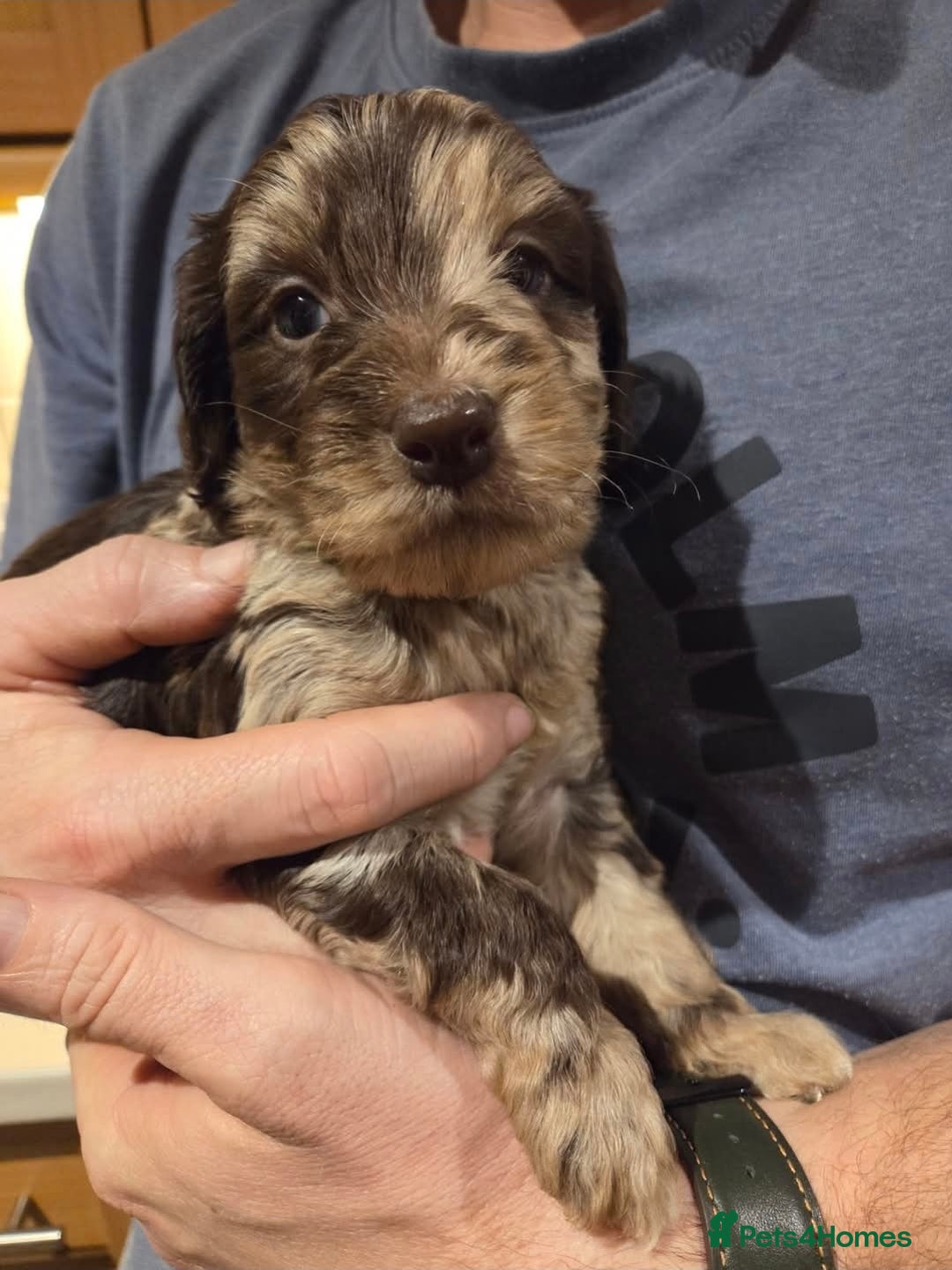 Cockapoo dogs for sale: Beautiful F1b cockapoo puppies  - Advert 11