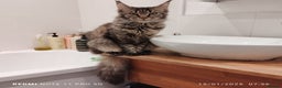 Maine Coon cats for sale: Maine coon kittens for sale - Advert 6