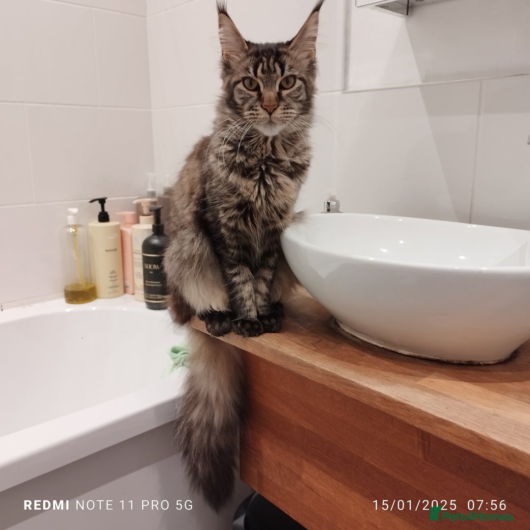Maine Coon cats for sale: Maine coon kittens for sale - Advert 6