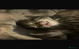 Bengal cats for sale: 🐾 Beautiful Bengal Kittens 🐾 - Image 8