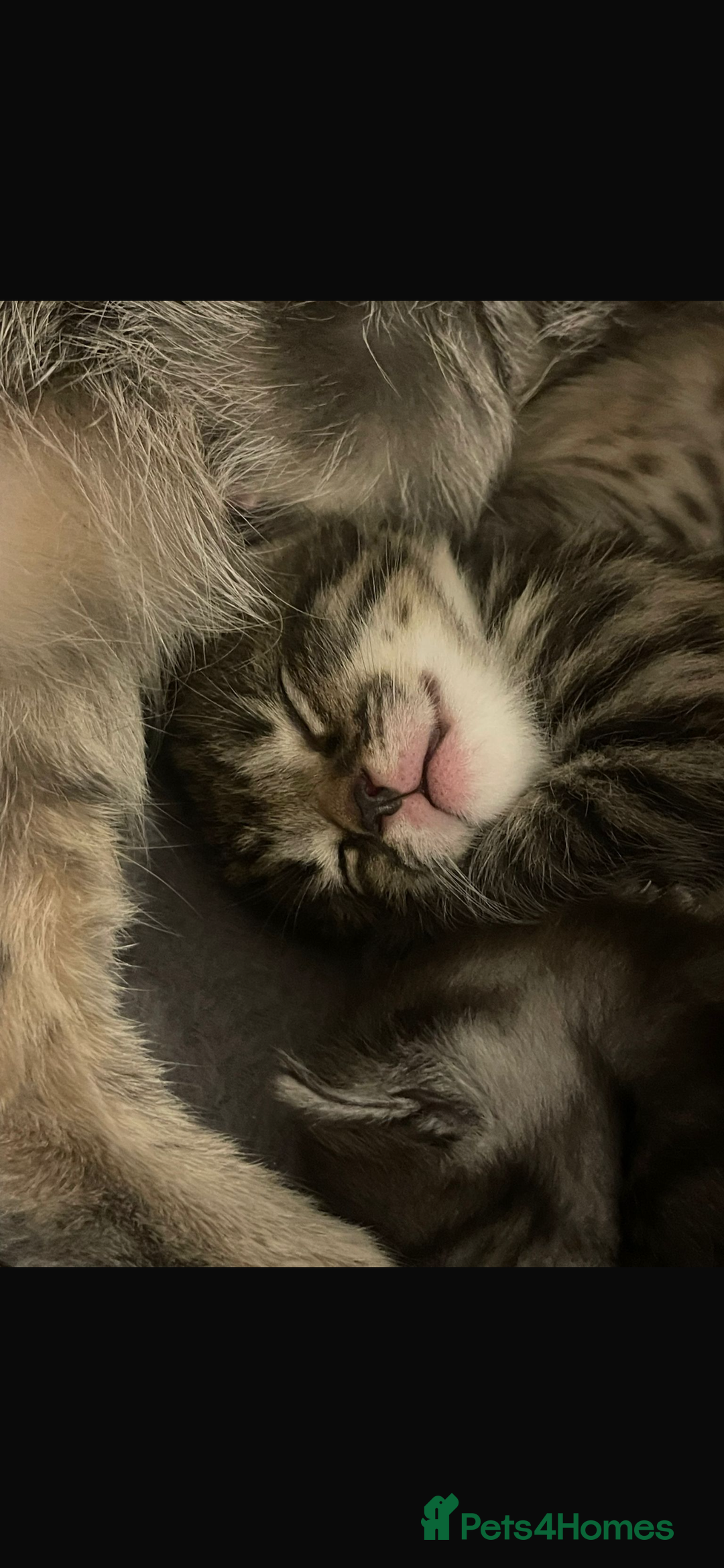 Bengal cats for sale: 🐾 Beautiful Bengal Kittens 🐾 - Image 8