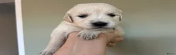 Golden Retriever dogs for sale: Health tested and KC-stunning golden retrievers  - Advert 7