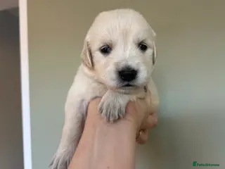 Golden Retriever dogs Gorgeous golden retriever pups - Advert 6