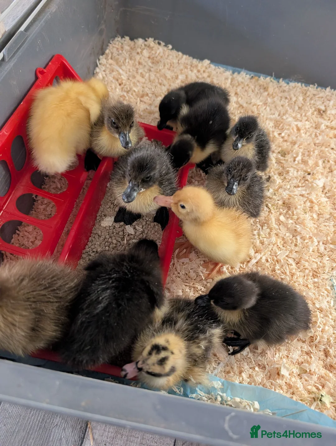 Ducks poultry for sale: Ducklings for sale  - Advert 1