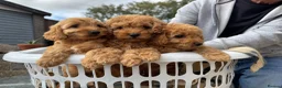 Cockapoo dogs for sale: F1b cockapoo  - Advert 3