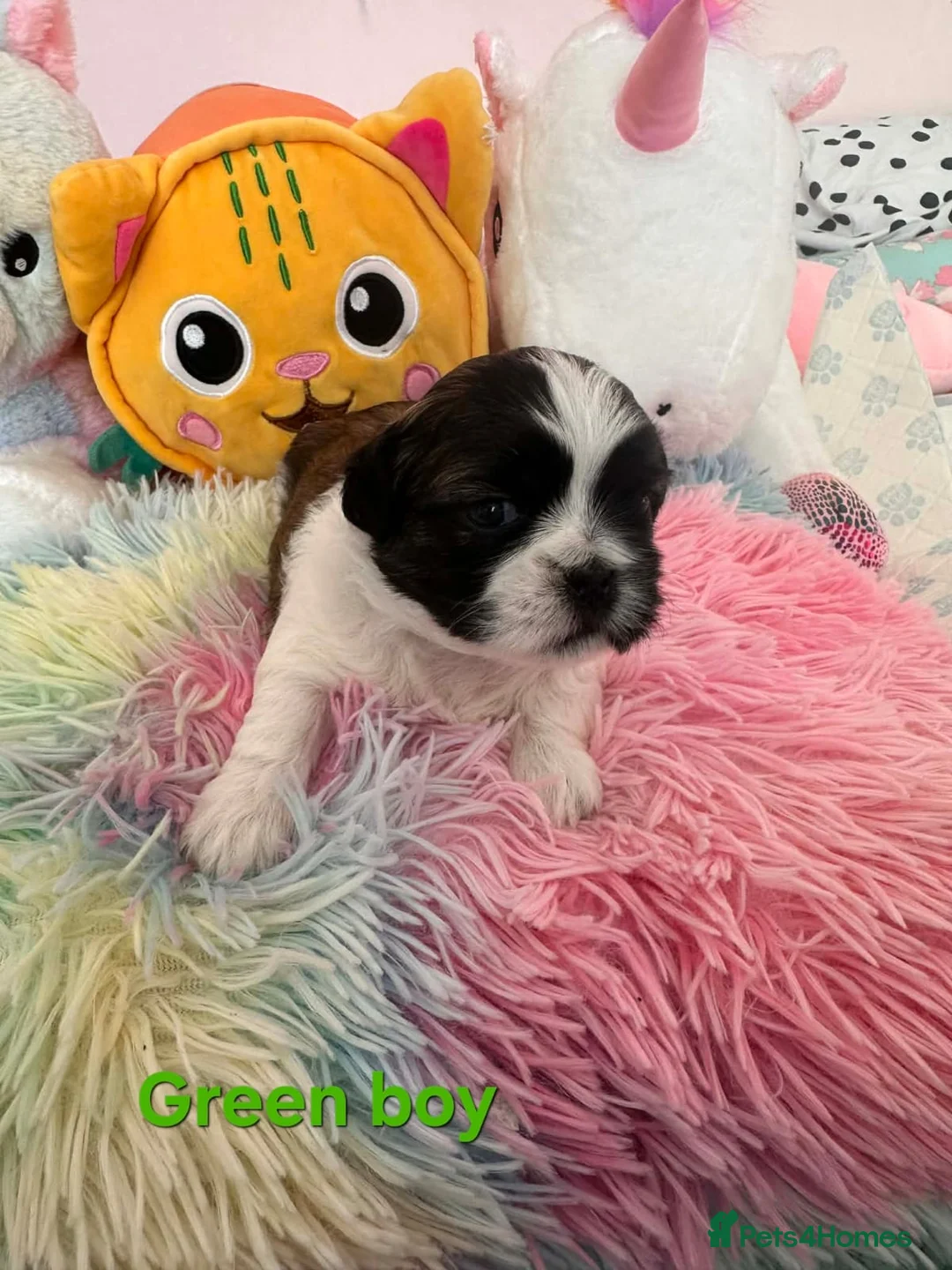 Shih Tzu dogs for sale: 🥰🐾 Adorable Shih Tzu Puppies 🐾🥰 - Advert 10
