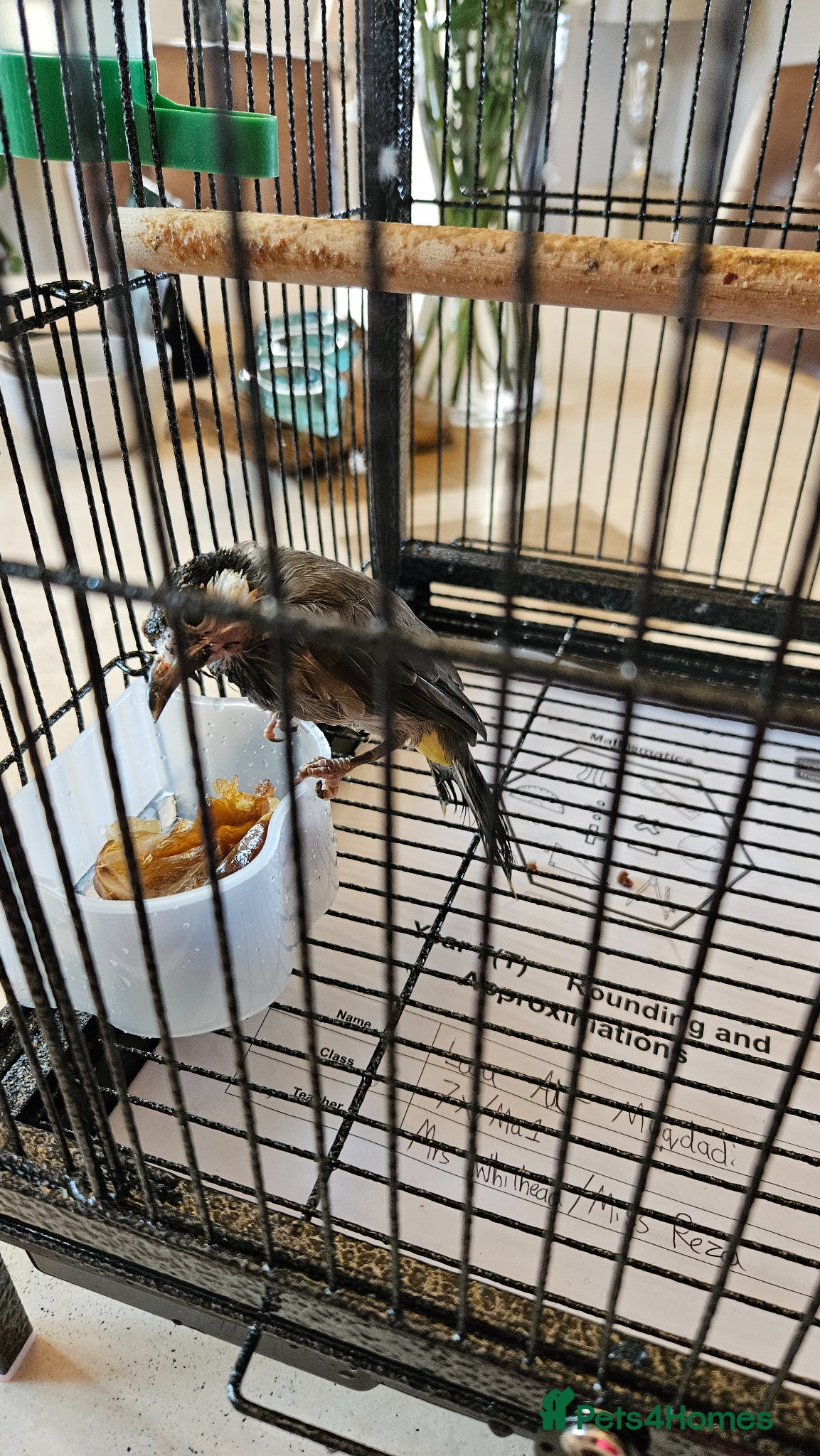 Softbills birds White-eared Bulbul (Iraqi Bulbul) - Advert 1