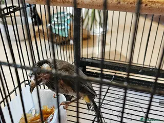 Softbills birds White-eared Bulbul (Iraqi Bulbul) - Advert 15