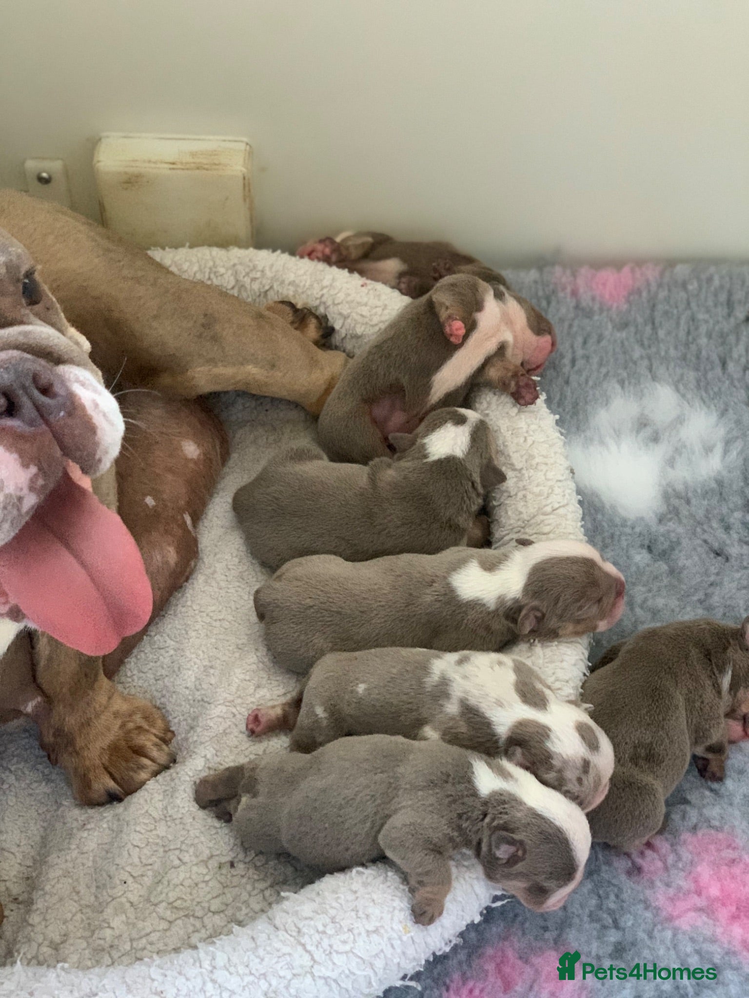 English Bulldog dogs Raised with love, bred with care - Advert 1