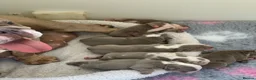 English Bulldog dogs for sale: Raised with love, bred with care - Advert 2