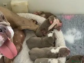English Bulldog dogs Raised with love, bred with care - Advert 1