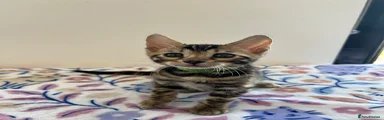 Bengal Kitten Green