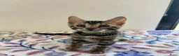 Bengal cats for sale: READY TO GO! Pure Pedigree Bengal Kittens TICA Reg - Advert 18